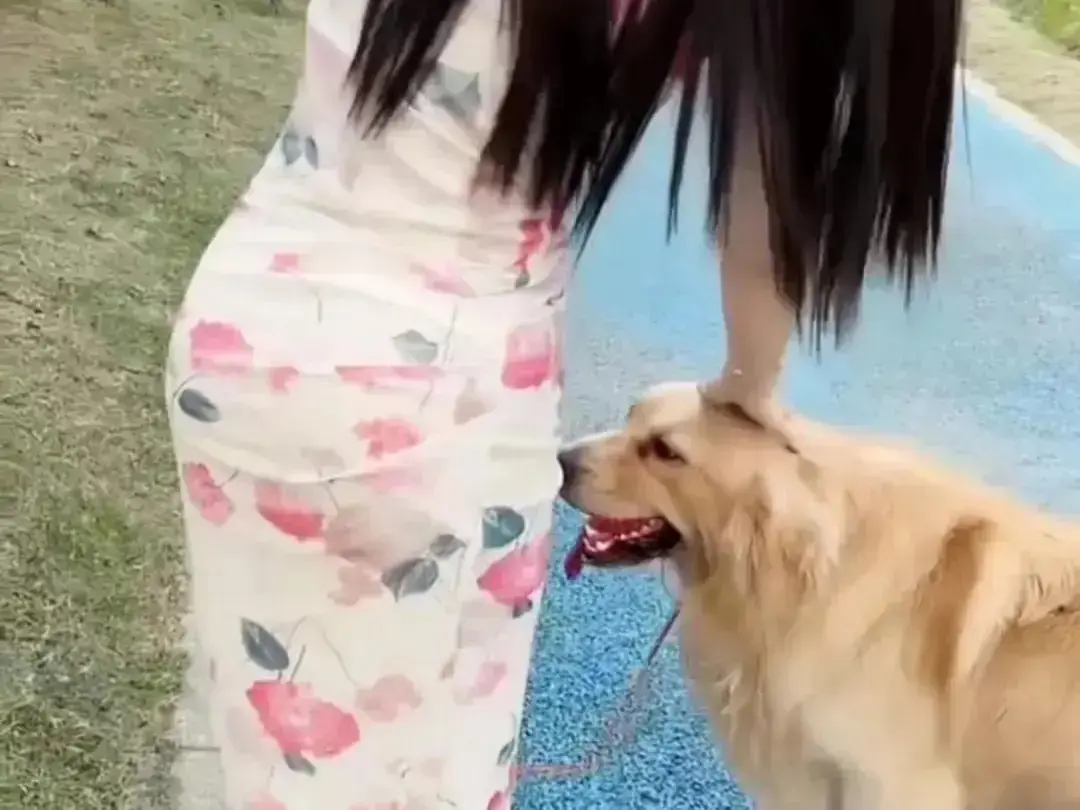 《抖音香香公主与爱犬金毛》个人珍藏完整版-高清免费在线观看无广告-金毛撒娇互动日常高能直播回放-抖音香香公主与爱犬网盘资源秒播